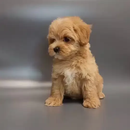 Sevimli Maltipoo Yavruları