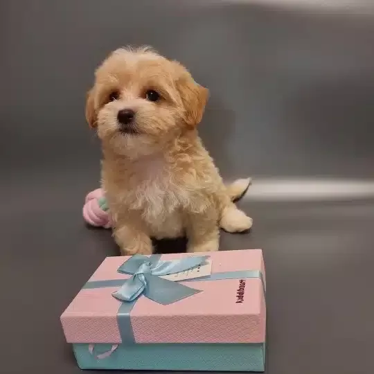 Sevimli Maltipoo Yavruları