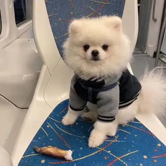 Özel Pomeranian Boo Yavruları