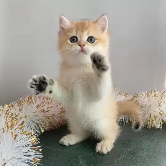 Özel Renk British Shorthair Yavruları