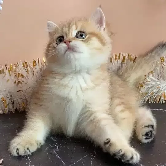 Özel Renk British Shorthair Yavruları