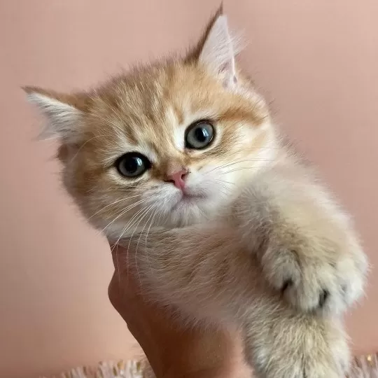 Özel Renk British Shorthair Yavruları