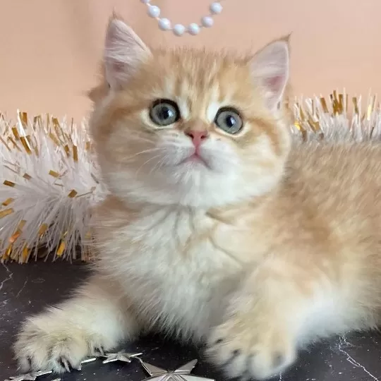 Özel Renk British Shorthair Yavruları