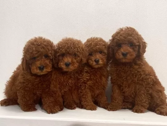 Irk Garantili Toy Poodle Yavrular