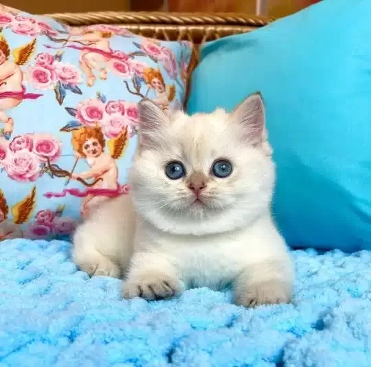 Sevimli British Shorthair Yavruları