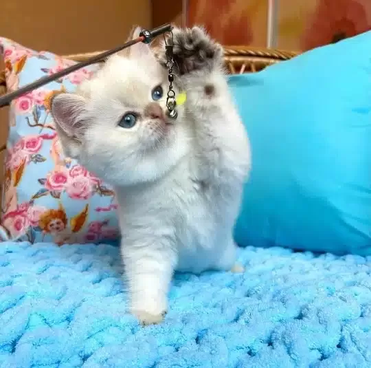 Sevimli British Shorthair Yavruları