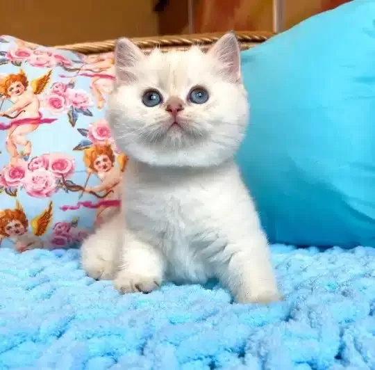 Sevimli British Shorthair Yavruları