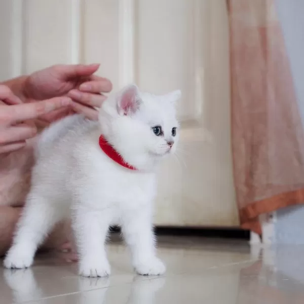 British Shorthair Yavruları