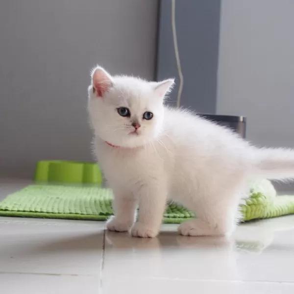 British Shorthair Yavruları
