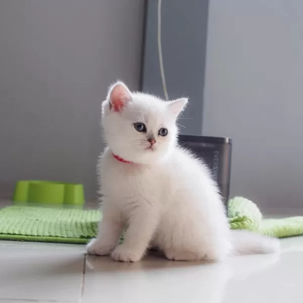 British Shorthair Yavruları