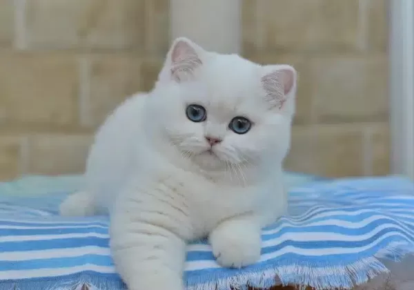 British Shorthair Yavruları