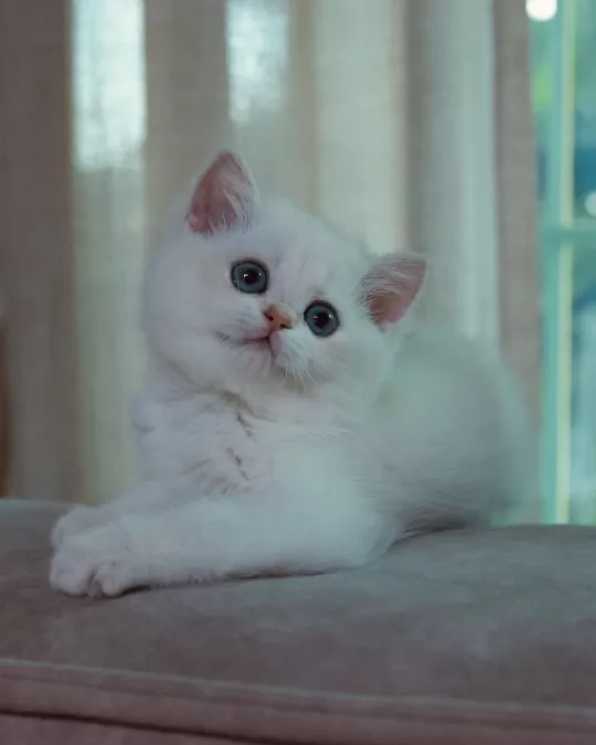 British Shorthair Yavruları