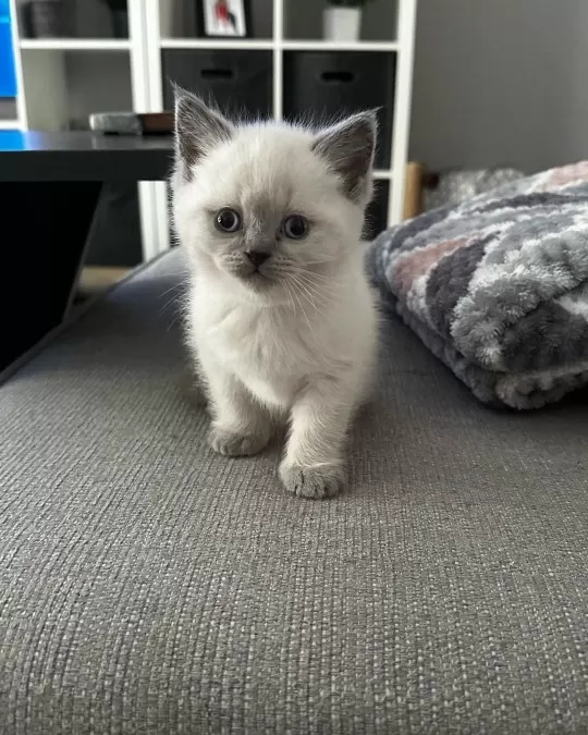 British Shorthair Yavruları