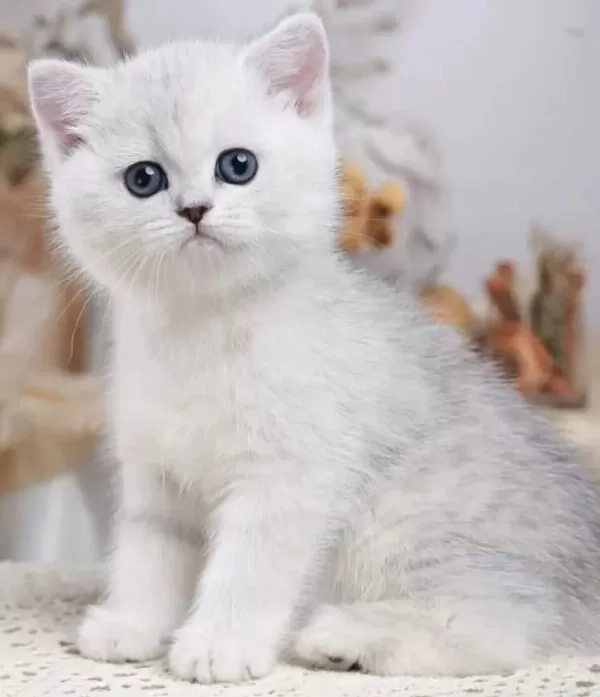 Kaliteli British Shorthair Yavruları