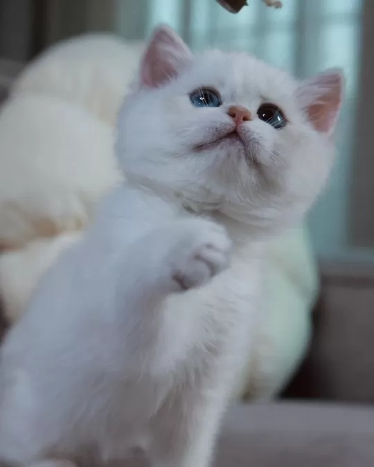 British Shorthair Yavruları