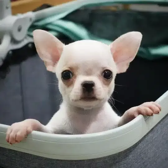 Irk Garantili Chihuahua Yavruları