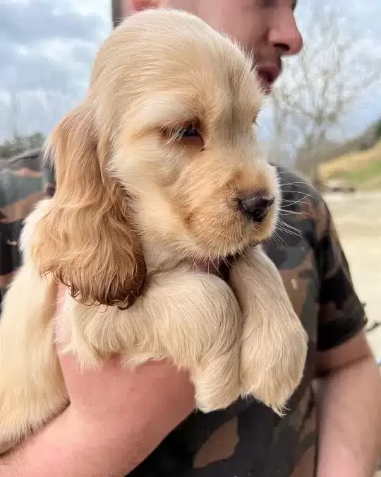 Dünya Tatlısı Cocker Yavruları