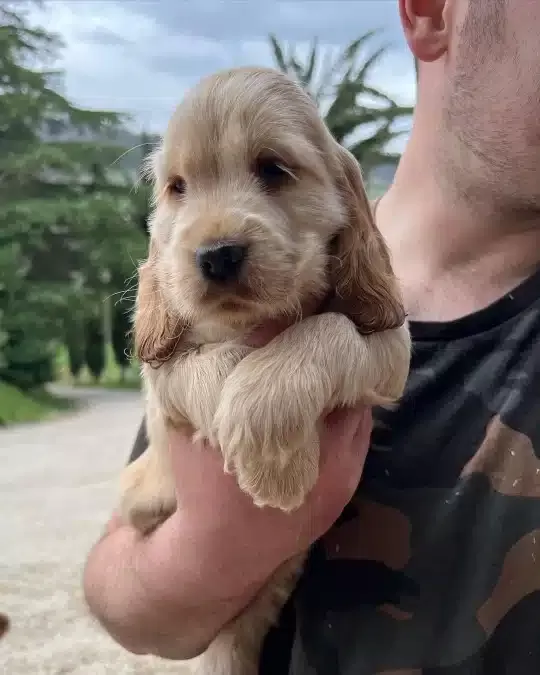 Dünya Tatlısı Cocker Yavruları