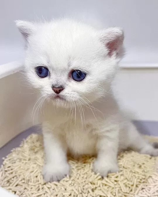 British Shorthair Yavruları