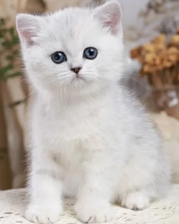 British Shorthair Yavruları