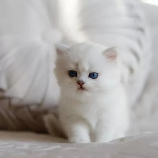 British Shorthair Yavruları