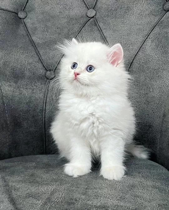British Longhair Yavruları
