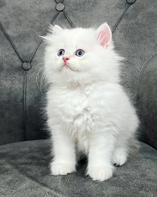 British Longhair Yavruları
