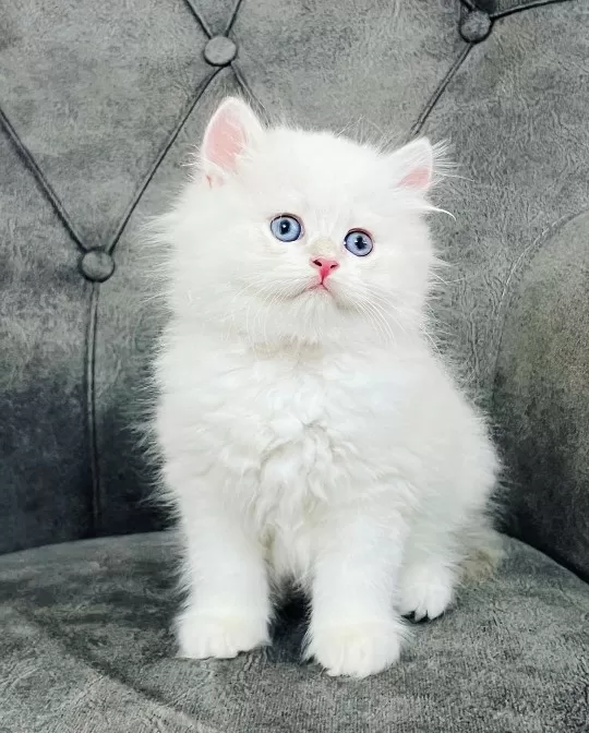 British Longhair Yavruları
