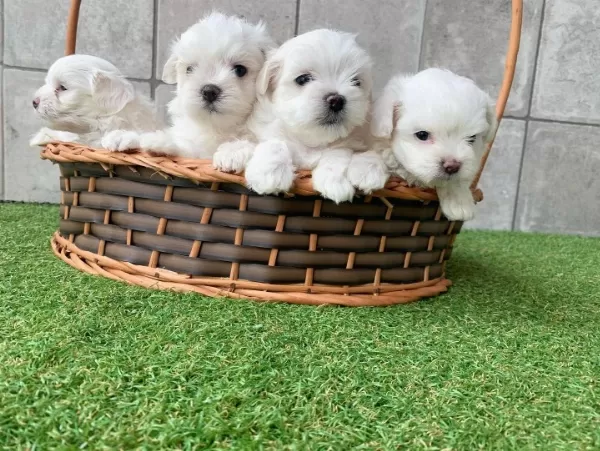 Irk Garantil Maltese Yavruları