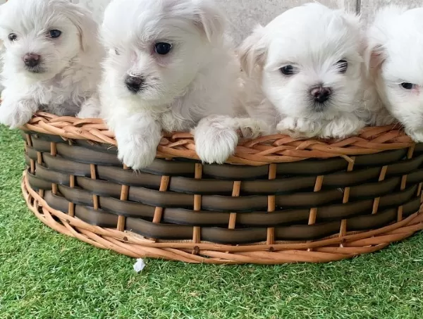Irk Garantil Maltese Yavruları