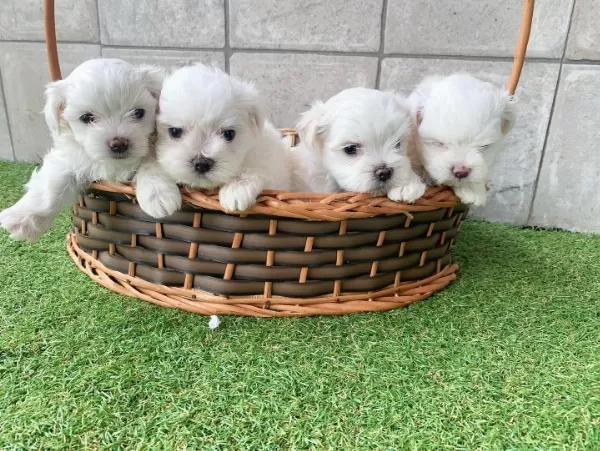 Irk Garantil Maltese Yavruları