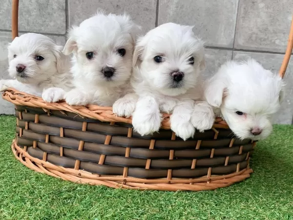 Irk Garantil Maltese Yavruları