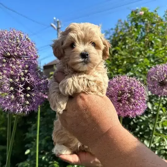 F2 Maltipoo Yavruları