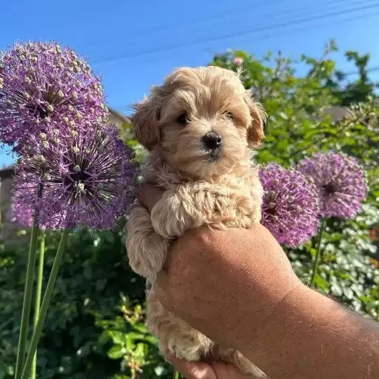 F2 Maltipoo Yavruları