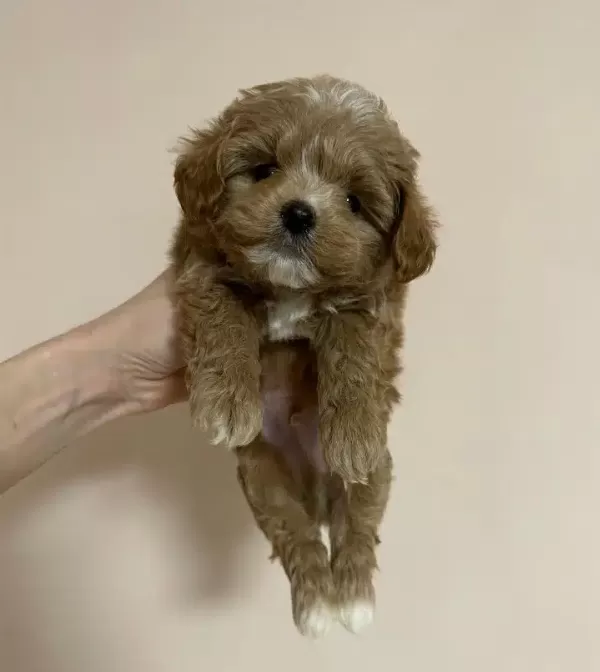 Dünya Tatlısı Maltipoo Yavruları