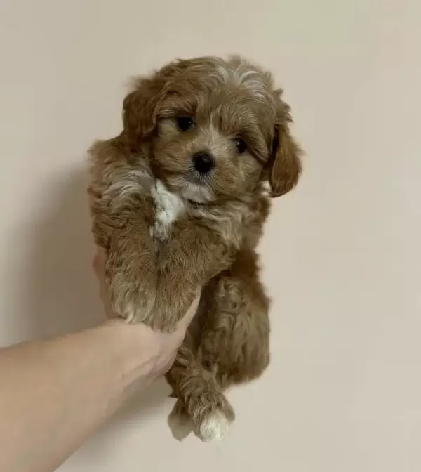 Dünya Tatlısı Maltipoo Yavruları