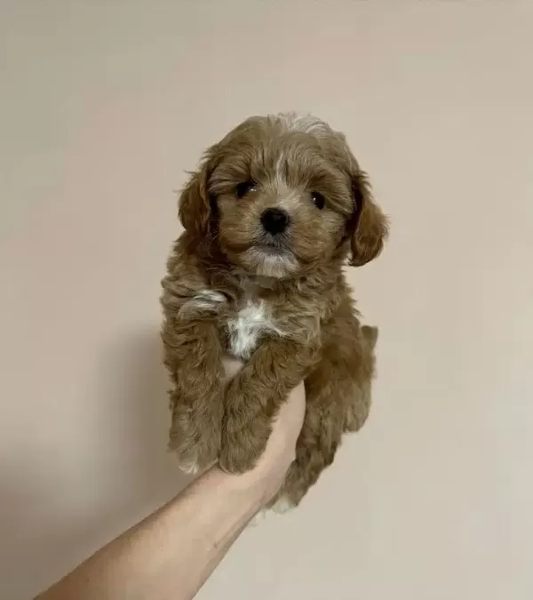 Dünya Tatlısı Maltipoo Yavruları