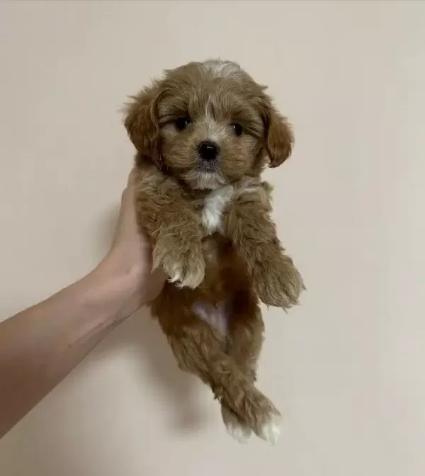 Dünya Tatlısı Maltipoo Yavruları