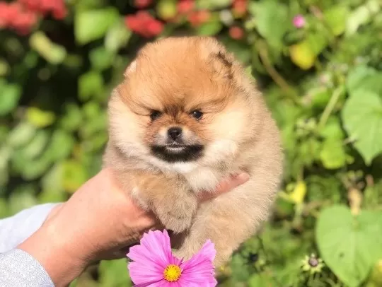 Ayı Surat Pomeranian Boo Yavruları
