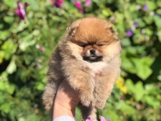 Ayı Surat Pomeranian Boo Yavruları