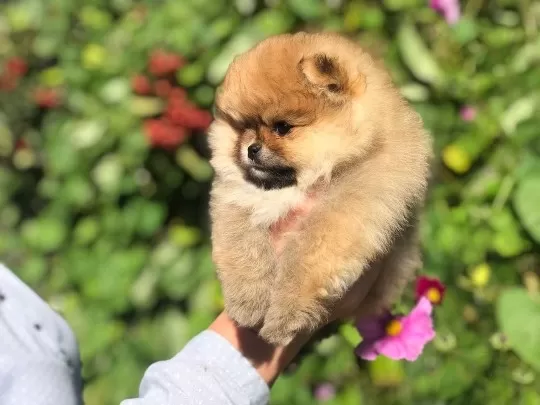 Ayı Surat Pomeranian Boo Yavruları
