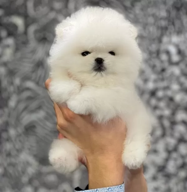 Irkının Güzelleri Pomeranian Yavruları