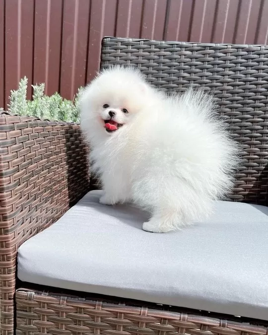 Irkının Güzelleri Pomeranian Yavruları