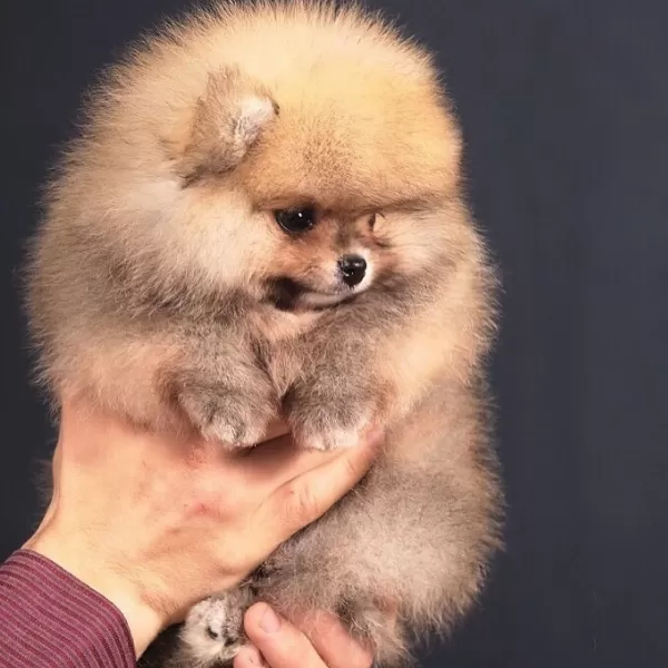Irk Garantili Pomeranian Yavruları