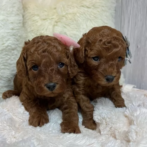 Kaliteli Toy Poodle Yavruları
