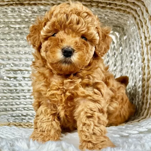 Irk Garantili Toy Poodle Yavruları