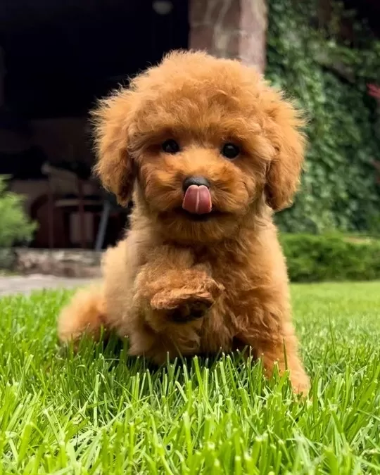 Özel Renge Sahip Toy Poodle Yavruları