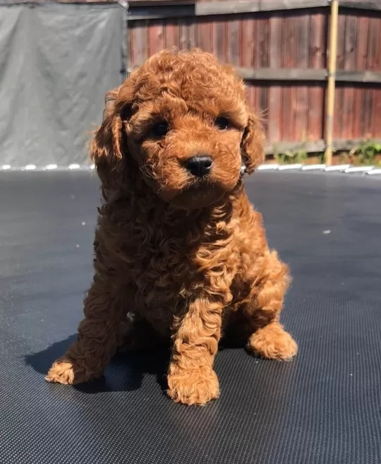 Özel Toy Poodle Yavruları