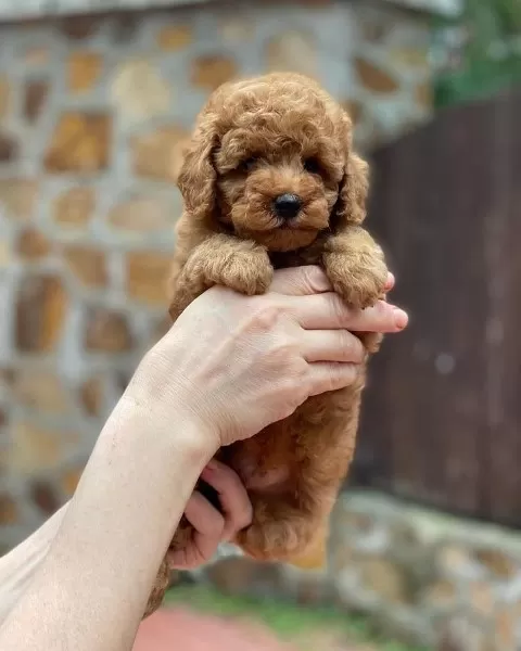 Özel Toy Poodle Yavruları