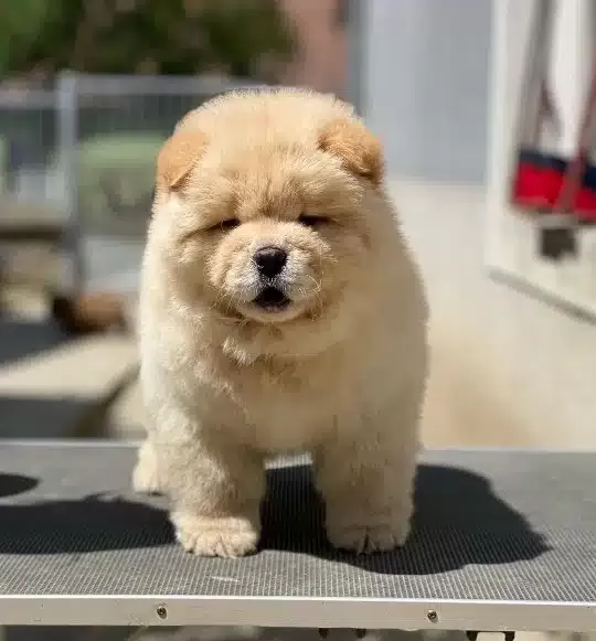 Irk Garantili Chow Chow Yavruları